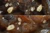 Talpacarus platygaster